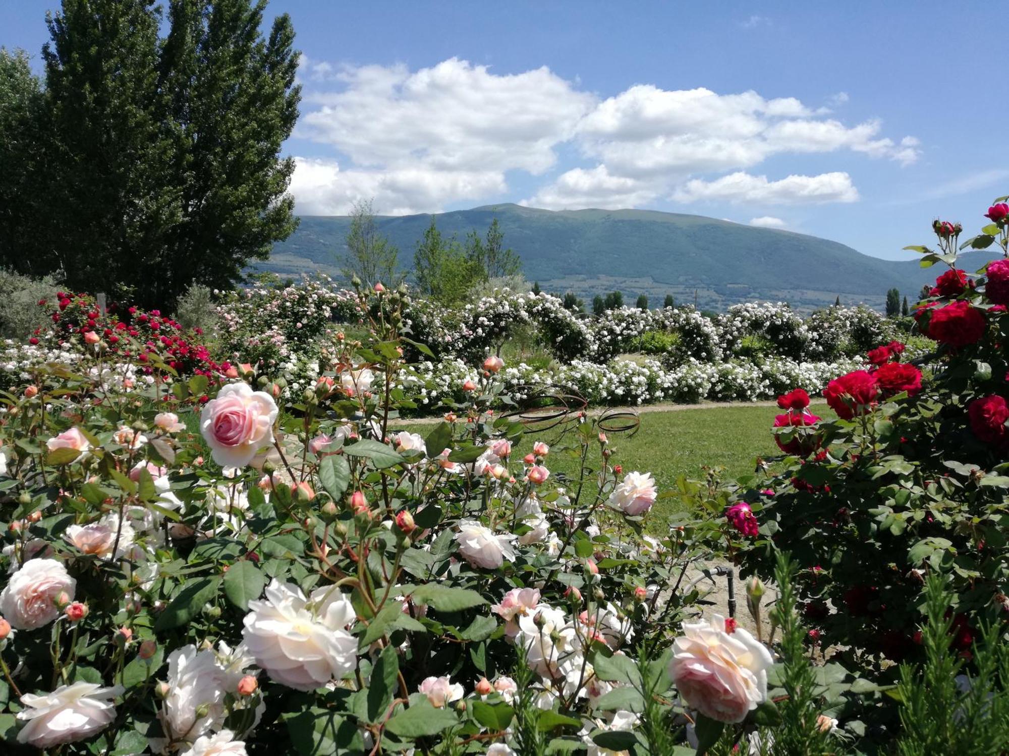 Villa Il Fienile Di Assisi Exterior foto