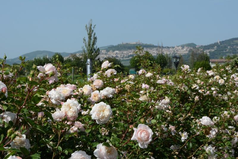 Villa Il Fienile Di Assisi Exterior foto